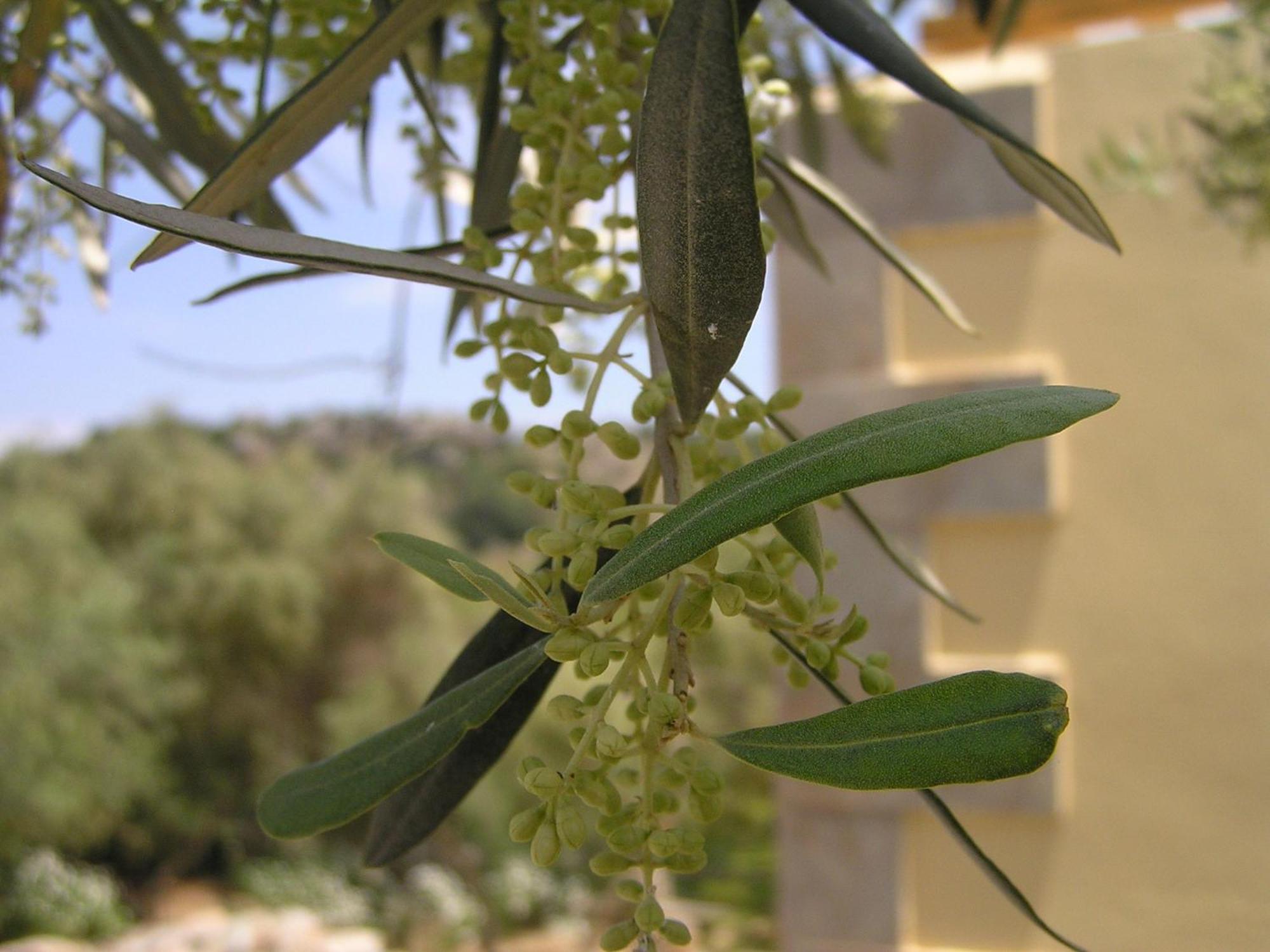 Stratos Villas Kaloniktis المظهر الخارجي الصورة